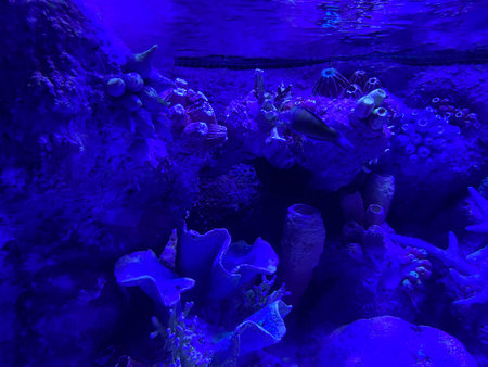 Wonderful and beautiful underwater in deep tropical sea and sun rays. Water texture in ocean with corals and tropical fish.の写真素材