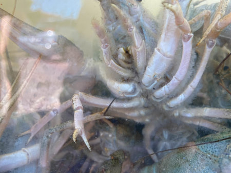Plenty of fresh crayfish. Raw crayfish are plentiful. crawfish, closeup, river.