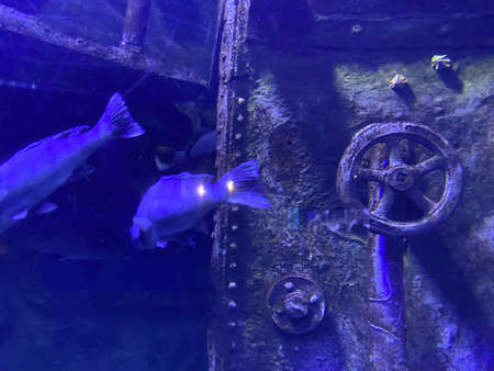 Cover of the upper manhole of a submarine with a red rotary valve wheel.の写真素材