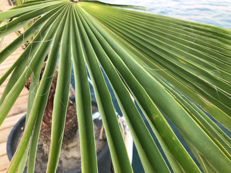 Close-up nature view of green leaf background and palm trees. Flat lying. Dark nature landscape....