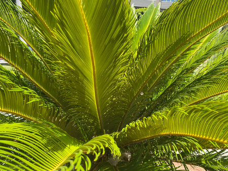 Perfect big green fern leaves in the forest.の写真素材