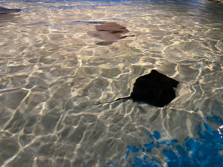 Stingray swimms under blue water. Closeup Stingray through aquarium window.