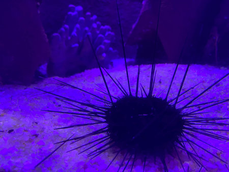 Black sea urchin under water in the aegean sea.