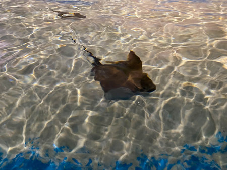 Stingray fish. Aquarium tropical fish on a coral reef.