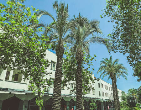 exotic trees in a hot country. tall palms with thick brown trunks and bark. creating a natural shade for tourists in hot weather. trees against the blue clear sky.の写真素材