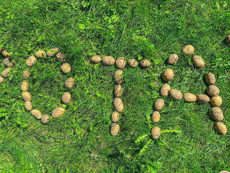 peeled potatoes lie on the grass. letter O, T and A from cartovel, edible letters on the lawn....