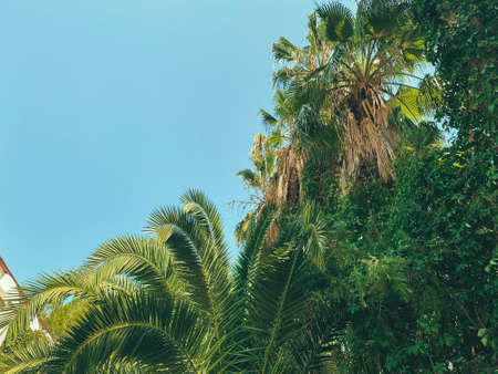 tropical, rare tree in a hot country. a palm tree with large, green leaves grows under the sun. unusual plant. palm branches under the blue sky.の写真素材