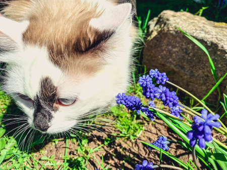 blue small flowers on the lawn. bouquet of flowers in the flowerbed, spring flowers muscari. next to a cat with white hair, a walk in the country with animals.の写真素材