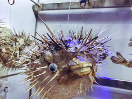 aquarium fish. underwater marine animals, corals, plants. under water, the sea urchin released its spines. fish are protected from danger.の写真素材
