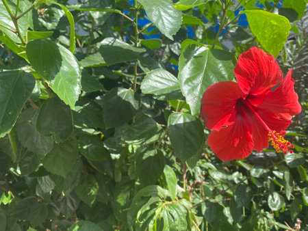 Red flower natural beautiful against the background of green leaves in a warm tropical country, resort.の写真素材