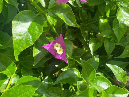 Violet and pink flowers are natural against the background of green leaves in a warm tropical country, resort.の写真素材