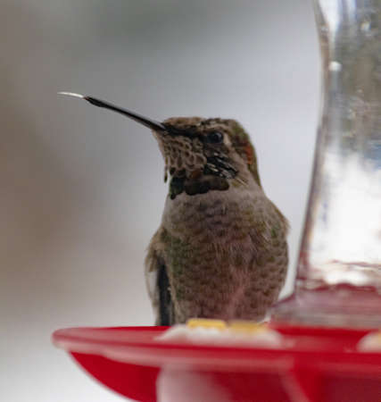 Hummingbird sticks tongue out at bird feederの写真素材