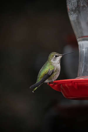 Green male hummingbird stops to eatの写真素材