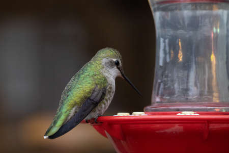 Bright male hummingbird at bird feederの写真素材