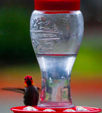 Bright Red male hummingbird stops to eat at feeder.wings in motion.の写真素材