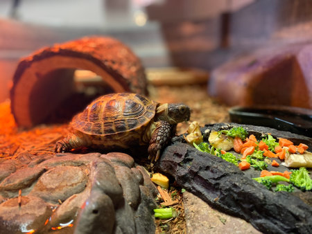 Russian tortoise named bowser has a snack.の写真素材