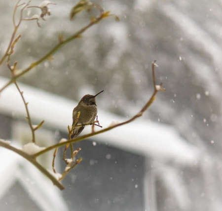 Hummingbird perched on rose branch in the snow.の写真素材