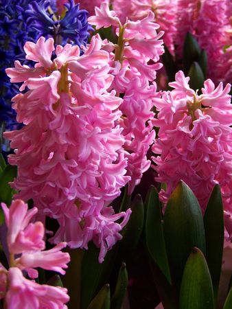 Pink hyacinth blooms at a farm  stand in Ithaca NY April 2008の写真素材