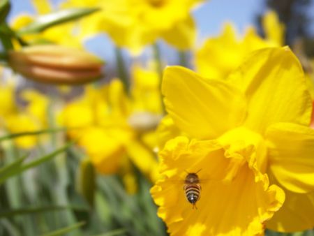bee entering the yellow trumpet of a daffodils bloom April 2008の写真素材