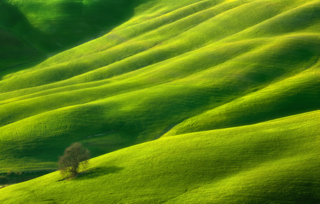 Spring. Lonely tree. Fields near Asciano. Tuscany.Italyの写真素材
