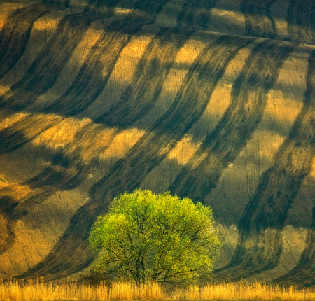 Czech Republic. South Moravia. Fields around town Kyjov. Lonely willow.の写真素材
