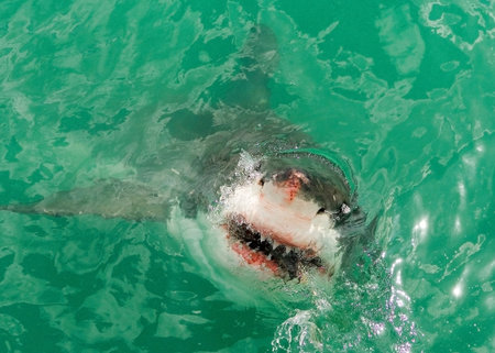 A young Great White Shark breaks the surface of the Indian Ocean off the Western Cape, South Africaの写真素材