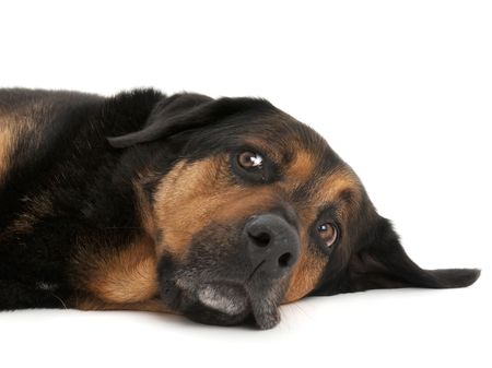Tired Dog lying down with amusing look on faceの写真素材