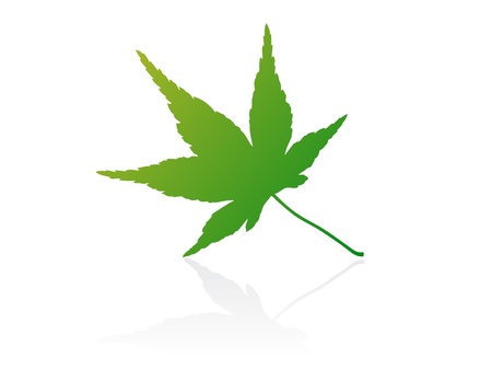 Isolated vector leaf on white background.のイラスト素材