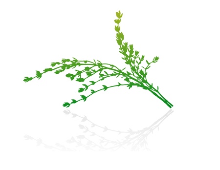 Isolated green vector shrub on white background.のイラスト素材