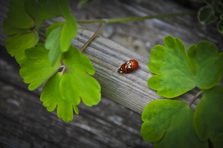 Two laydybugs mating on a piece of wood.の写真素材