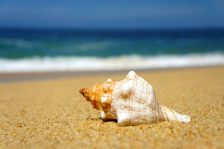 Seashell laying on a tropical beach with blue waves in the background. 