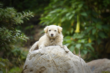 A dog laying lazy on top of a rock.の写真素材