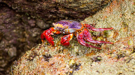 A crab sitting on a rock searching for food