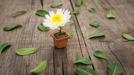 A flower pot with leaves on wooden background. の写真素材