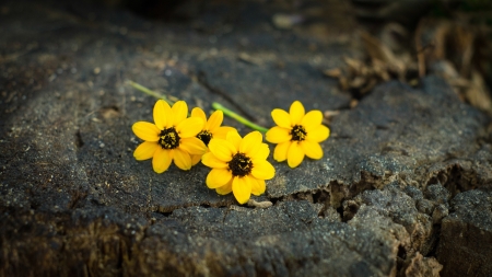 Yellow Daisy flower on wooden textured backgroundの写真素材