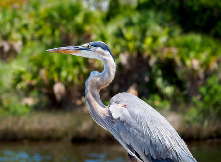 Great Blue Heron Close Up
