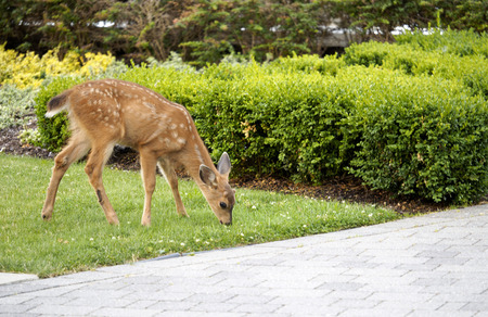 Baby Fawn grazing on green grassの写真素材