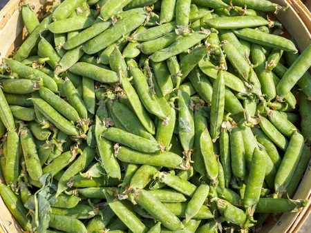 Basket of green snow peas at the market for saleの写真素材