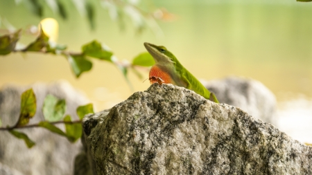 Preatorの写真素材