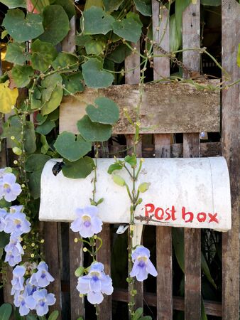 Blue trumpet vine in the fence With a white post boxの写真素材