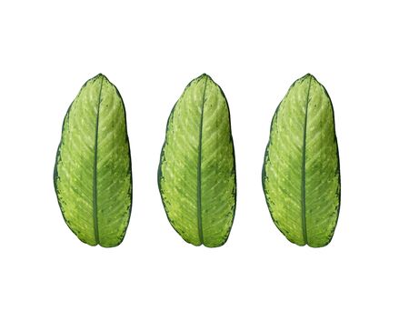 Dieffenbachia Mix Leaves on white background, available at home, helps reduce pollution.の写真素材
