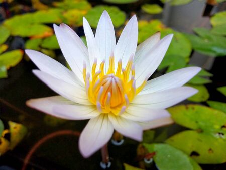 White lotus flower in the pool Dark backgroundの写真素材