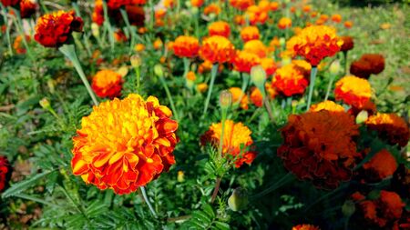 Meican marigold blossoms are outdoors in bright sunlight, the background is blurry.の写真素材