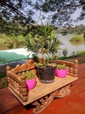 Small wooden chair With ornamental plants Use as a decorative with blurred background の写真素材