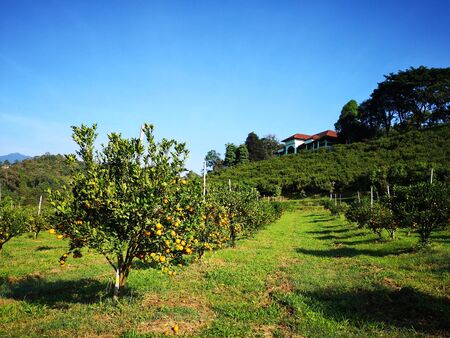 Tangerine  Orange plantation Harvest season landscape On a clear dayの写真素材