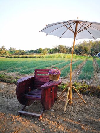 Modified wooden chair with white umbrellas in the fieldの写真素材