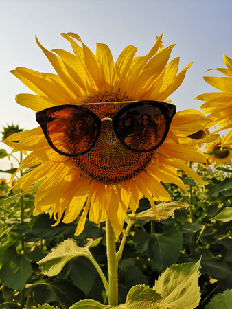 sunflower wears sunglass with blurred backgroundの写真素材