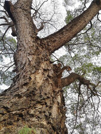 Bark of a large flame tree on white backgroundの写真素材