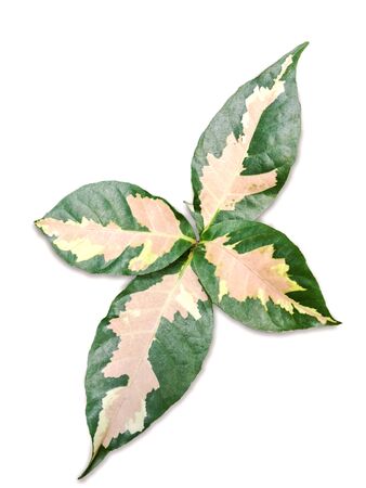 Spotted betel leaves isolated on a white backgroundの写真素材