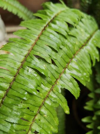 Fern soaked leaves on blurred backgroundの写真素材